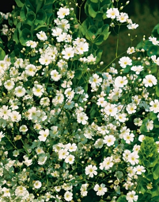 Picture of Gypsophila - Paniculata